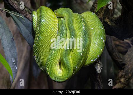 Die grüne Baumpython - morelia viridis ist auf einem Ast gewickelt Stockfoto