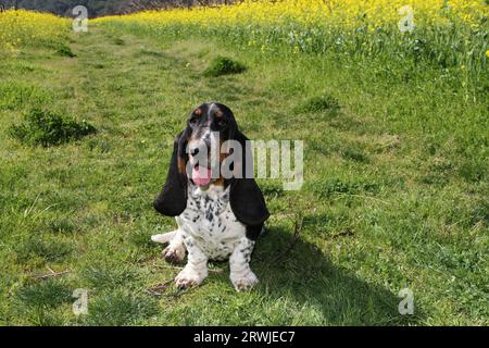 Basset Hound sitzt auf einer Filel aus wildem Senf. Stockfoto