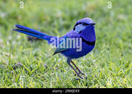 Männlicher australischer Splendid Fairy Wren in Zuchtfarben Stockfoto