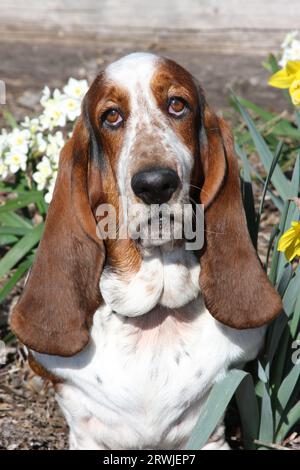 Basset Hound sitzt in einem Garten mit Narzissen. Stockfoto