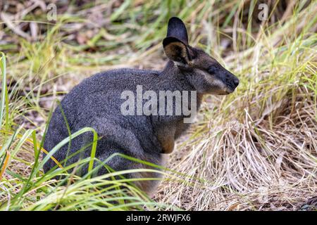 Gefangener Western Brush Wallaby im Zoo Stockfoto