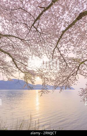 Kirschblüten in Kaizu-Osaki Stockfoto