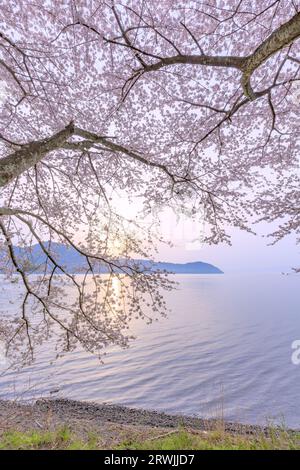 Kirschblüten in Kaizu-Osaki Stockfoto