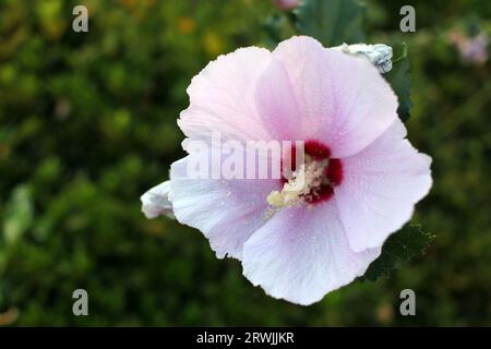 9. September 2023: Jinhae-gu, Changwon-si, Gyeongsangnam-do, Südkorea; Nahaufnahme von rosa Blumen. Hibiscus syriacus, Rose von Sharon Stockfoto