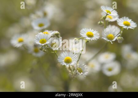 Wilde Kamillenblüten wachsen auf der Wiese. Weicher, heller, floraler Hintergrund Stockfoto