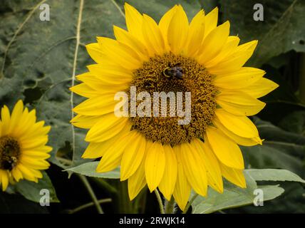 Sonnenblume Stockfoto