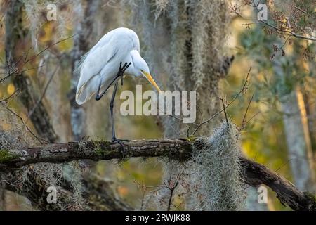 Großes Reiher (Ardea alba), das zwischen spanischem Moos in Sawgrass in Ponte Vedra Beach, Florida, liegt. (USA) Stockfoto