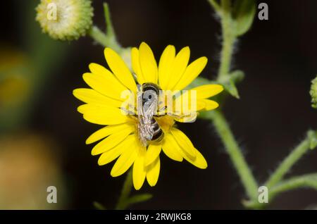 Furchenbiene, Halictus ligatus, auf Camphorweed-Nahrungssuche, Heterotheca subaxillaris Stockfoto