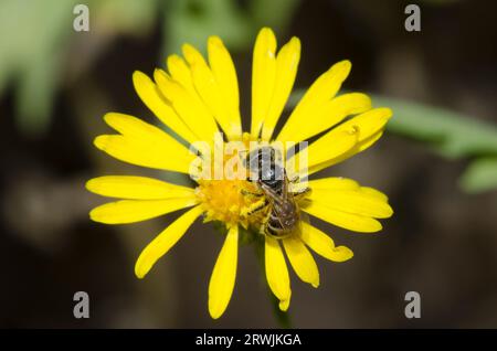 Furchenbiene, Halictus ligatus, auf Camphorweed-Nahrungssuche, Heterotheca subaxillaris Stockfoto