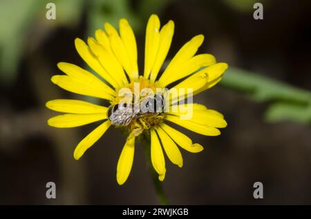 Furchenbiene, Halictus ligatus, auf Camphorweed-Nahrungssuche, Heterotheca subaxillaris Stockfoto