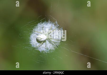 Orb Weaving Spider, Mangora Sp. Stockfoto