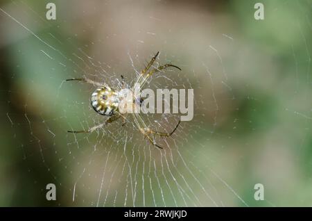 Orb Weaving Spider, Mangora Sp. Stockfoto