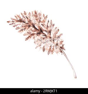 Von Hand gezeichneter Ast aus Aquarellen. Pampasgras im Boho-Stil isoliert auf weißem Hintergrund. Hochzeitspflanzen Illustration für Designkarten, Einladung Stockfoto