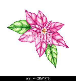 Aquarell handgezeichnete rosafarbene Poinsettia-Blume. Weihnachtspflanze isoliert auf weißem Hintergrund. Weihnachtsblumen-Illustration für Designkarten, Einladung Stockfoto