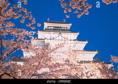 Nächtlicher Blick auf das Schloss Tsurugajo in blühender Kirschblüte Stockfoto