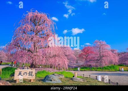 Suzuka-no-Mori Garten, weinender Pflaumenbaum Stockfoto