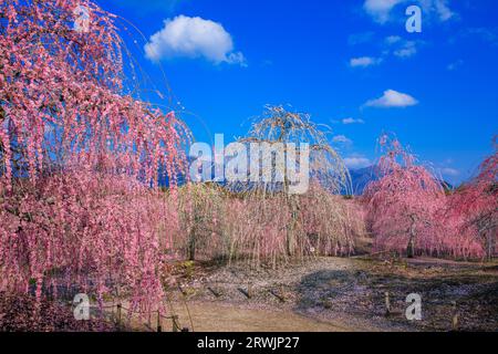 Suzuka-no-Mori Garten, weinender Pflaumenbaum Stockfoto