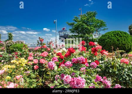 Yamashita Park mit blühenden Rosen Stockfoto