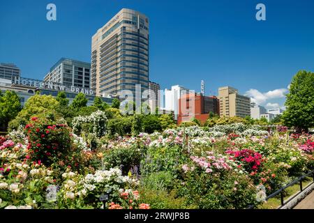 Yamashita Park mit blühenden Rosen Stockfoto