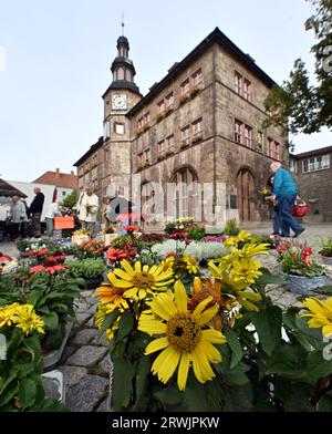 Nordhausen, Deutschland. September 2023. Blühende Blumen an einem Marktstand vor dem Nordhausener Altstadthaus. Die Stichwahl zum Oberbürgermeister von Nordhausen findet am 24. September statt. Wahlberechtigte können zwischen dem AfD-Kandidaten Jörg Prophet und dem Amtsinhaber Kai Buchmann (unabhängig) wählen. Der Prophet hatte in der ersten Runde rund 42 Prozent der Stimmen erhalten. Er war der erste AfD-Bürgermeister in Deutschland. Quelle: Martin Schutt/dpa/Alamy Live News Stockfoto