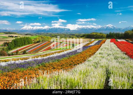 Shikisai no Oka und Tokachidake Mountain Range im Herbst Stockfoto