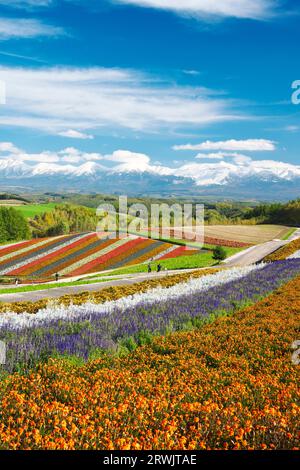 Shikisai no Oka und Tokachidake Mountain Range im Herbst Stockfoto