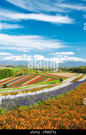 Shikisai no Oka und Tokachidake Mountain Range im Herbst Stockfoto