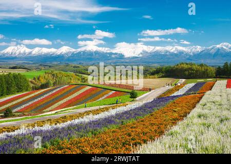 Shikisai no Oka und Tokachidake Mountain Range im Herbst Stockfoto