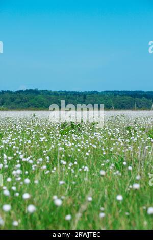 Kiritappu-Feuchtgebiet und Baumwollgras Stockfoto