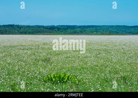 Kiritappu-Feuchtgebiet und Baumwollgras Stockfoto