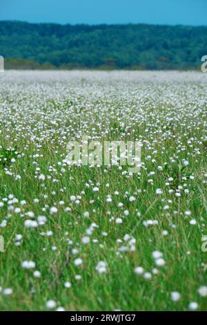 Kiritappu-Feuchtgebiet und Baumwollgras Stockfoto