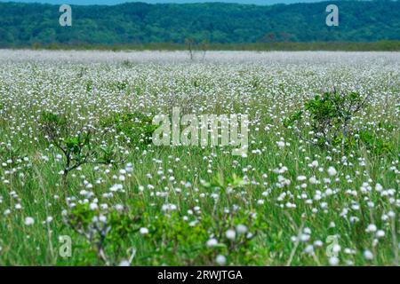 Kiritappu-Feuchtgebiet und Baumwollgras Stockfoto