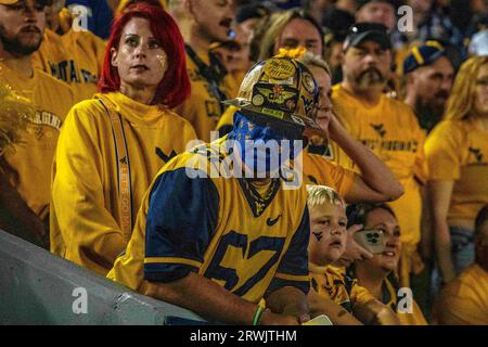 Morgantown, WV, USA. September 2023. 16. September 2023: Fans während der West Virginia University (WVU) vs. Der University of Pittsburgh (Pitt) in Morgantown, WV im Milan Puskar Stadium. Bradley Martin/AMG (Bildnachweis: © AMG/AMG über ZUMA Press Wire) NUR REDAKTIONELLE VERWENDUNG! Nicht für kommerzielle ZWECKE! Stockfoto