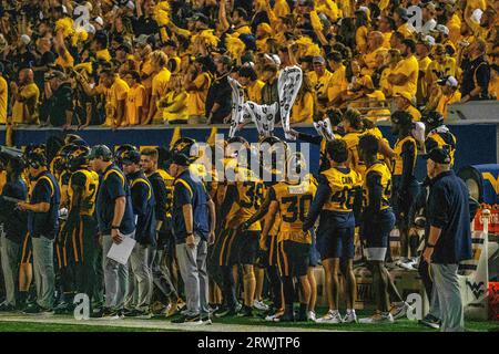 Morgantown, WV, USA. September 2023. 16. September 2023: Fans während der West Virginia University (WVU) vs. Der University of Pittsburgh (Pitt) in Morgantown, WV im Milan Puskar Stadium. Bradley Martin/AMG (Bildnachweis: © AMG/AMG über ZUMA Press Wire) NUR REDAKTIONELLE VERWENDUNG! Nicht für kommerzielle ZWECKE! Stockfoto