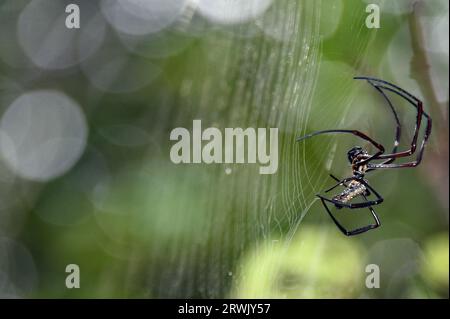 Golden Orb Spider mit Bokeh - Singapur Stockfoto