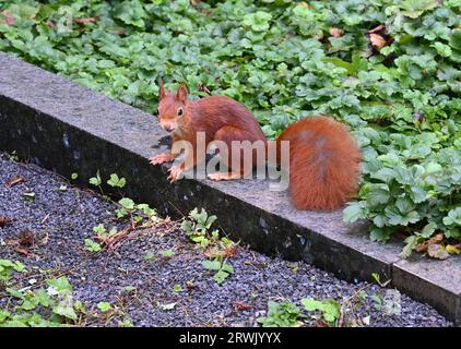 Köln, Deutschland. September 2023. Ein Eichhörnchen (Sciurus) sitzt an der Wand Kredit: Horst Galuschka/dpa/Horst Galuschka dpa/Alamy Live News Stockfoto