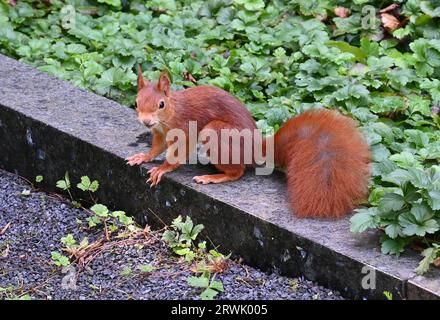 Köln, Deutschland. September 2023. Ein Eichhörnchen (Sciurus) sitzt an der Wand Kredit: Horst Galuschka/dpa/Horst Galuschka dpa/Alamy Live News Stockfoto