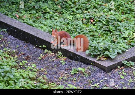 Köln, Deutschland. September 2023. Ein Eichhörnchen (Sciurus) sitzt an der Wand Kredit: Horst Galuschka/dpa/Horst Galuschka dpa/Alamy Live News Stockfoto