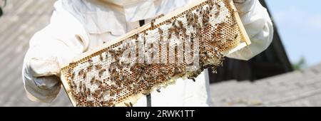 Der Bienenwärter in Uniform überprüft seinen Honigbienenrahmen aus nächster Nähe. Stockfoto