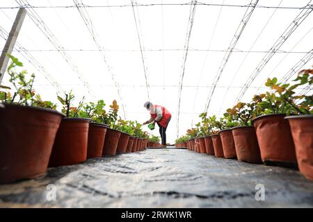 LUANNAN COUNTY, China - 11. März 2022: Farmers are fertilizing Potted Roses in the Nursery, North China Stockfoto