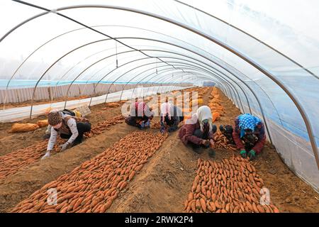 LUANNAN COUNTY, China - 21. März 2022: Bauern stellen Süßkartoffeln in Gewächshäusern und Pflanzkartoffeln auf Farmen in Nordchina Stockfoto