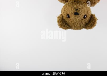 Teddy-Porträt Stockfoto