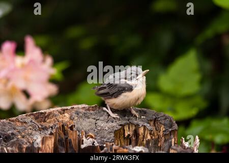 Junge Nuthatch, Junge Nuthatche Stockfoto