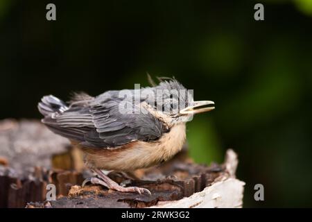 Junge Nuthatch, Junge Nuthatche Stockfoto