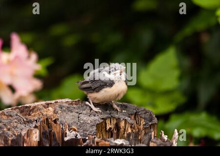 Junge Nuthatch, Junge Nuthatche Stockfoto