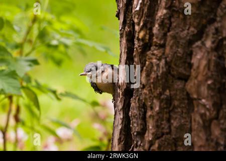 Junge Nuthatch, Junge Nuthatche Stockfoto