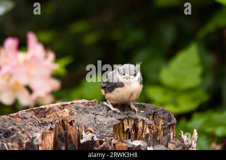 Junge Nuthatch, Junge Nuthatche Stockfoto