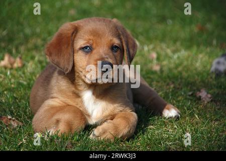 Australian Shepherd-Mix, Welpe Stockfoto