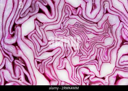 Rotkohl in Nahaufnahme. Rotkohl (Brassica oleracea var. Capitata f. rubra) ist eine Art Kohl, auch bekannt als Purpurkohl, Textur Stockfoto