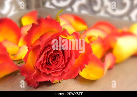 Gelb-rot geflammte Rose mit Rosenblättern im Hintergrund auf einem Tablett Stockfoto